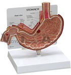 Stomach Anatomy Model w/ Patient Education Card